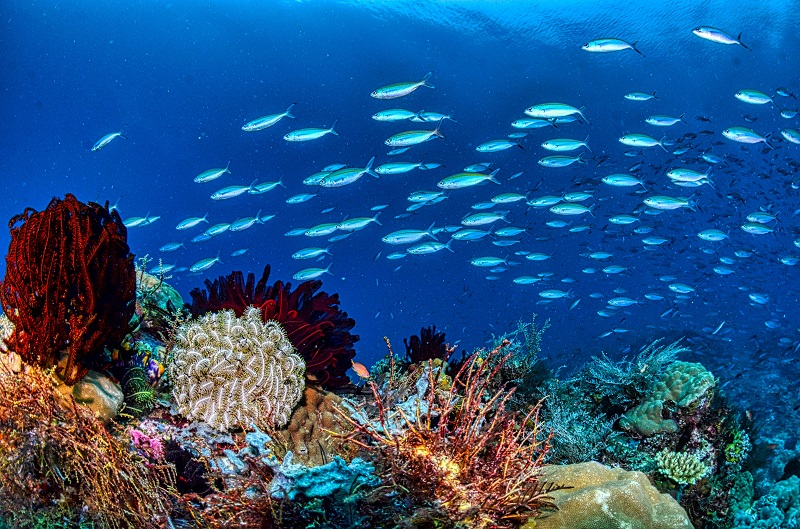 a school of fish on a reef